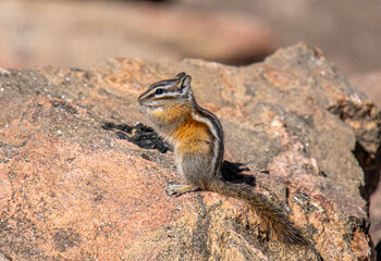 Least Chipmunk on a Rock Near Conifer, Colorado
