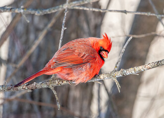 Male Northern Cardinal in a Winter Forest 