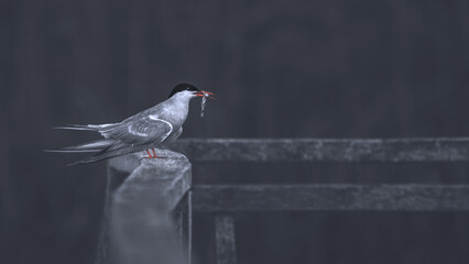 Common Tern On A Wooden Fence With A Fish (Sterna Hirundo)
