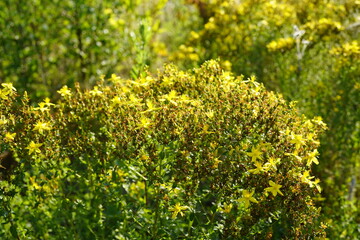 Fototapeta premium St. John’s wort (Hypericum perforatum) growing in a sunny meadow, displaying clusters of bright yellow star-shaped flowers with prominent golden stamens