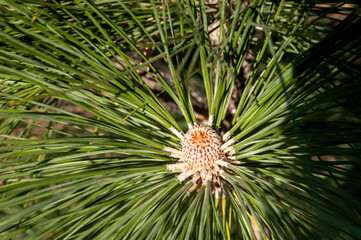 Fototapeta premium Macro close-up of Canarian pine tree needles and cones, Tenerife, Canary Islands, Spain