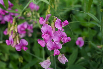 Obraz premium close up image of Broad-leaved everlasting pea (Lathyrus latifolius) flowers.