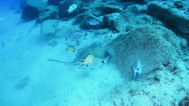 Round Fantail Stingray (Taeniurops grabatus) Feeding Near Sandy Bottom in Palm-Mar, Tenerife