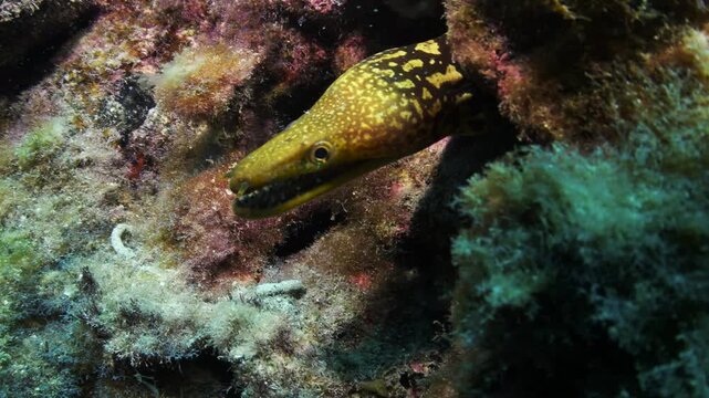 Fangtooth moray eel (Enchelycore anatina) in reef crevice, Tenerife, Canary Islands