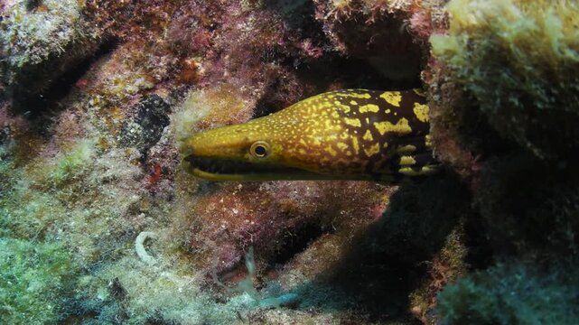 Close-up of fangtooth moray eel (Enchelycore anatina), Tenerife, Spain