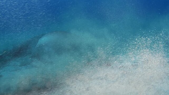 Two large stingrays circling over sandy seabed raising sand cloud Tenerife underwater travel destination