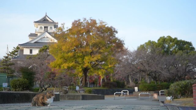 秋の長浜城公園でくつろぐ猫 （滋賀県長浜市, 2025年12月）