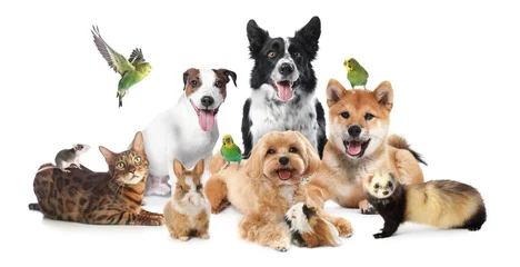 Fotobehang Natuur Park Cute pets on white background. Parrots, dogs, cat, bunny, ferret, rat and guinea pig  © New Africa
