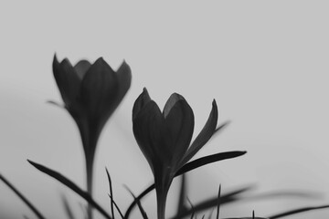Beautiful crocus flowers, closeup. Black and white toning