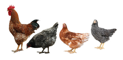Rooster and hens on white background. Domesticated bird © New Africa