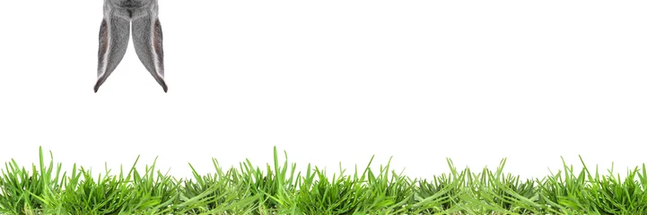 Fotobehang Onderzeeër Easter bunny ears over bright green grass against white background  © New Africa