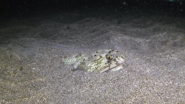 Atlantic lizardfish resting on sandy seabed at night underwater Tenerife