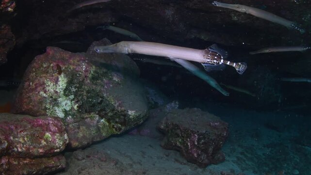 Group of trumpetfish (Aulostomus maculatus) swimming beneath reef overhang, Abades, Tenerife, Spain