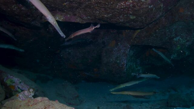 School of trumpetfish (Aulostomus maculatus) under reef cavern, Abades, Tenerife, Spain