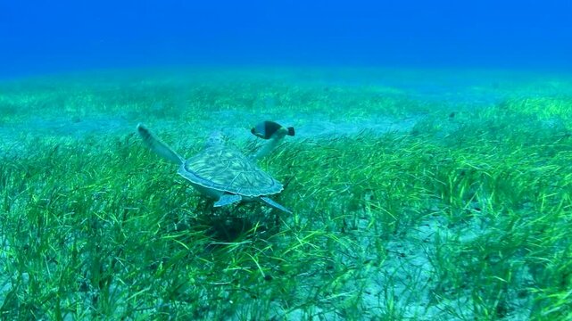 Green sea turtle (Chelonia mydas) grazing on seagrass in sandy seabed, Abades, Tenerife, Canary Islands, Spain