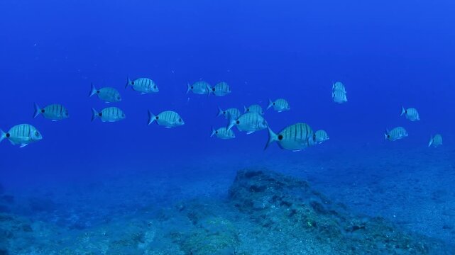Underwater fish school in clear blue Atlantic ocean Tenerife travel destination