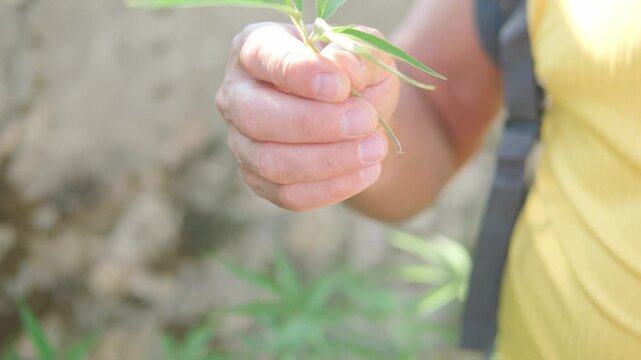 Vitex agnus castus leaf held in hand, narrow green leaflets, herbal plant, like cannabis, medicinal use, natural foliage, botany, traditional remedy, eco friendly plant, organic phytomedicine