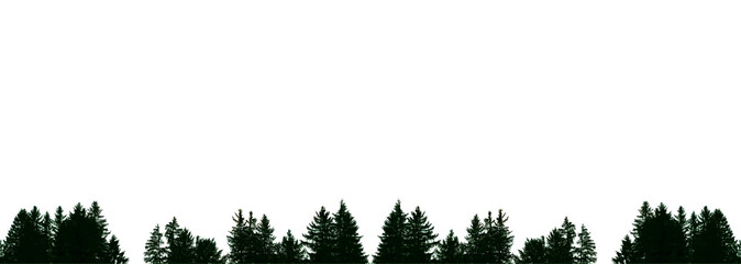 Fototapeta premium Ein Wald mit Fichten und Tannen im Gegenlicht. Dunkelgrüne Bäume, freigestellt mit weißem Hintergrund 