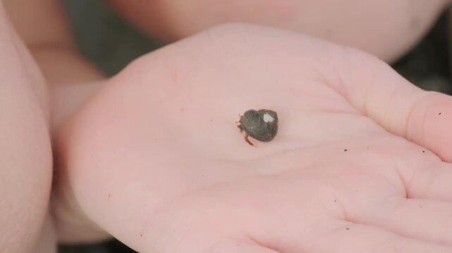 tiny hermit crab in delicate seashell rests on teenager&rsquo;s hand, marine life and beauty coastal wildlife, wonders marine ecosystems, environmental education and introducing kids wonders natural world