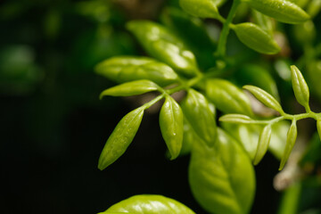 Obraz premium Macro shot of dew or water mist on green foliage