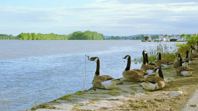 group Canada geese resting on rocky lakeshore, Rhine riverbank, calm water and moored boats in background, Nature in urban surroundings, Lakeside tranquility, Seasonal wildlife behavior, Germany