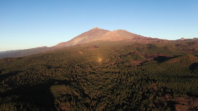Aerial sideways flight over pine forest with Mount Teide in distance Chinyero Tenerife golden hour travel destination