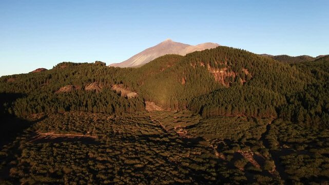 Aerial climbing drone turn over pine forest revealing cloud layer beneath Mount Teide Tenerife travel destination golden hour