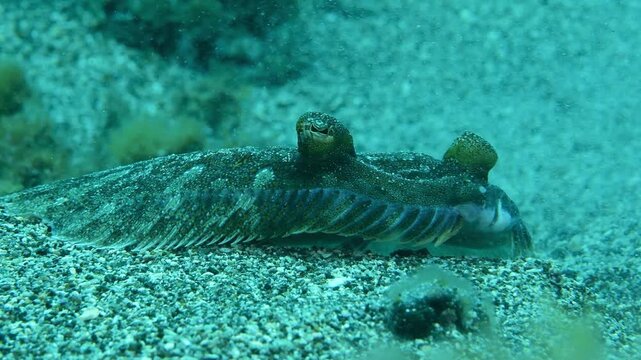Underwater macro close up of twait shad flounder resting on sandy seabed in Tenerife waters