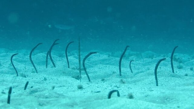 Group of garden eels peeking from sand, Tenerife, Canary Islands
