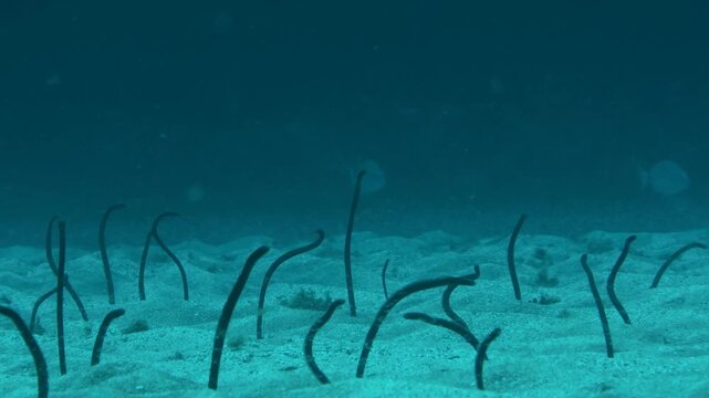 Garden eels "Heteroconger longissimus" emerging from sand, Tenerife, Spain
