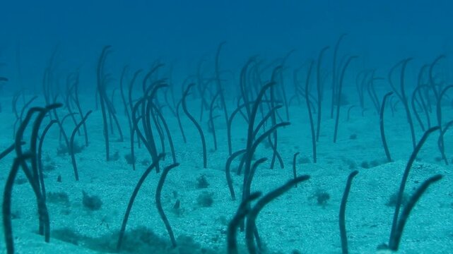 Garden eels (Heteroconger longissimus) emerging from sand, Tenerife, Spain