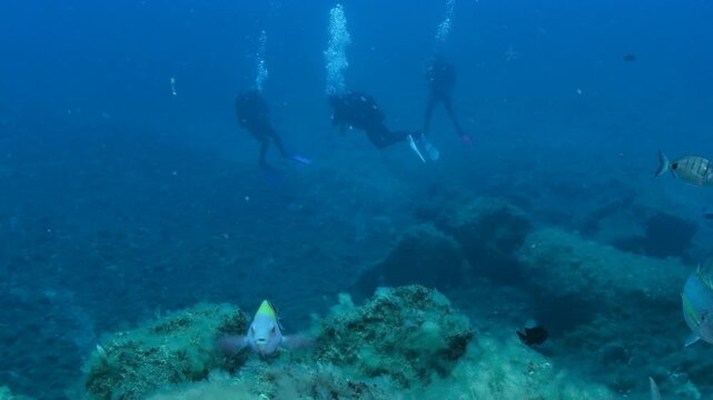 School of yellow jacks passing over Tenerife reef with scuba divers in the distance