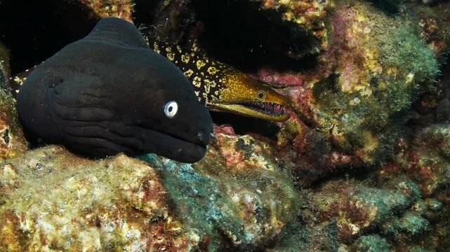 Underwater close up of white eyed moray eel and fangtooth moray eel being cleaned by shrimp in coral reef