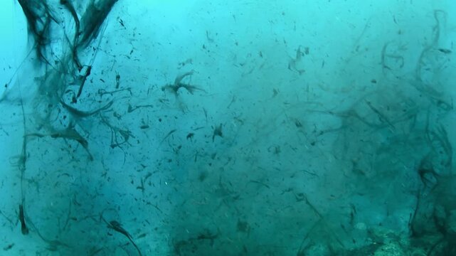 Wide-angle underwater close-up of octopus ink cloud release for defense in Tenerife waters