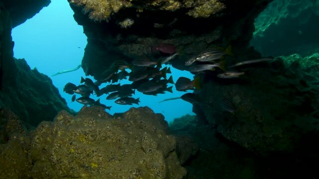 Underwater close up of school of Parapristipoma octolineatum inside cavern at Monta&ntilde;a Amarilla dive site Tenerife