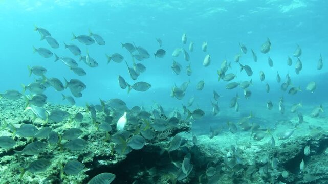 Underwater scene of Sarpa salpa schools foraging around rocky volcanic reef in clear Atlantic waters at Monta&ntilde;a Amarilla