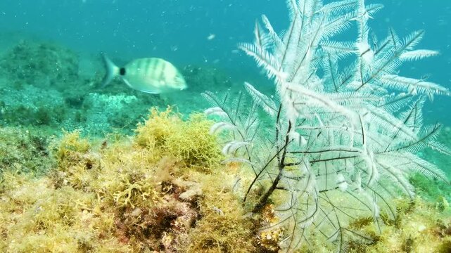 Underwater close up of toothed feather hydroid swaying on rocky reef with sea bream in Tenerife waters