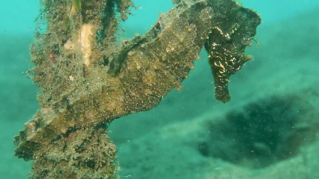 Cinematic macro underwater footage of black seahorse in volcanic reef habitat in Tenerife