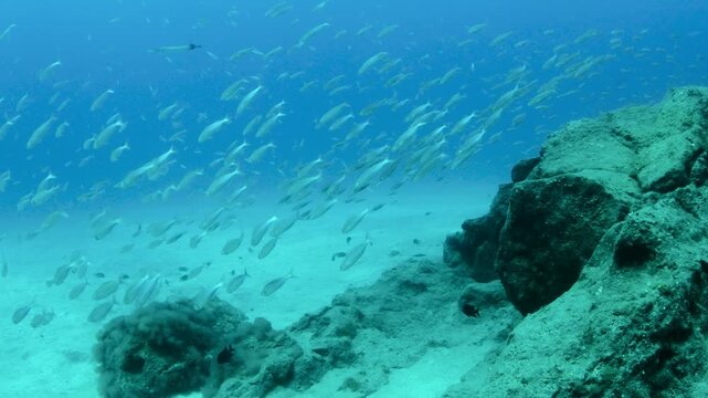 School of bogue fish passing close to rocky reef in Abades Tenerife