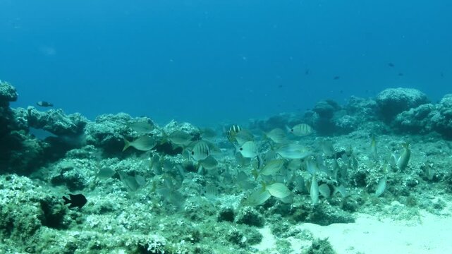 Underwater footage of bream and Sarpa salpa (salema porgy) schooling and foraging over rocky reef in Tenerife