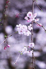 春の美しい枝垂れ桜