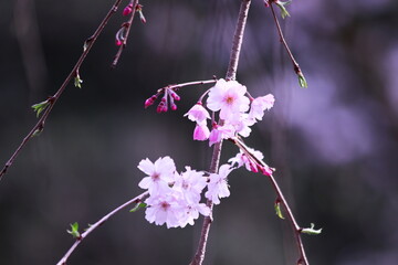 春の美しい枝垂れ桜