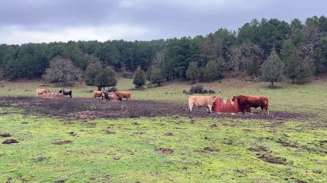 Vacas en prado camino al Ca&ntilde;&oacute;n de R&iacute;o Lobos plano general