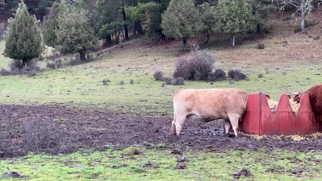 Vacas pastando en prado camino al Ca&ntilde;&oacute;n de R&iacute;o Lobos