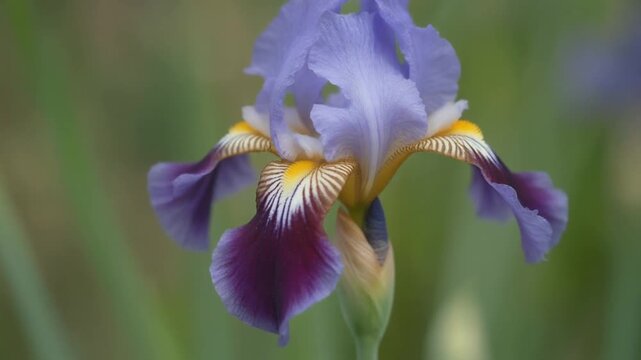 Vibrant purple iris flower blooms in natural light