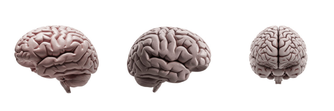 Human brain isolated on white background, cerebral anatomy, cerebrum, cerebellum, brain lobes, frontal lobe, parietal lobe, occipital lobe, temporal lobe, neural system, CNS anatomy, neuroscience illu