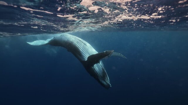 A playful humpback whale splashes and swims energetically in the ocean, flapping its fins and tail, leaping and twisting through the water near ʻEua Island, Tonga, in a joyful, lively display