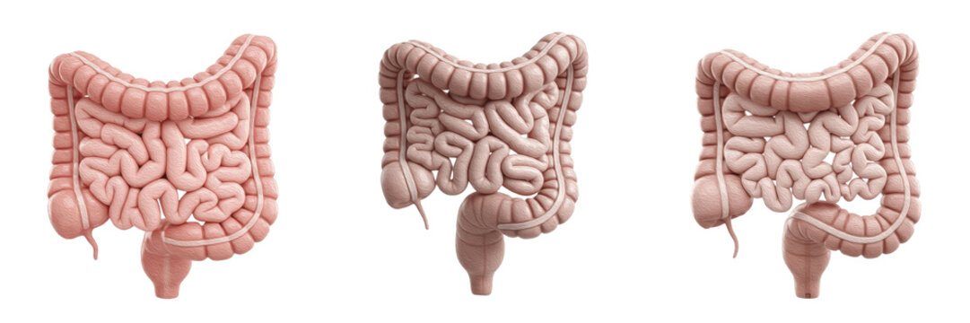Human small intestine isolated on white background, jejunum, ileum, duodenum, intestinal anatomy, digestive tract, human gastrointestinal organ, small bowel, medical illustration, intestinal tissue, d