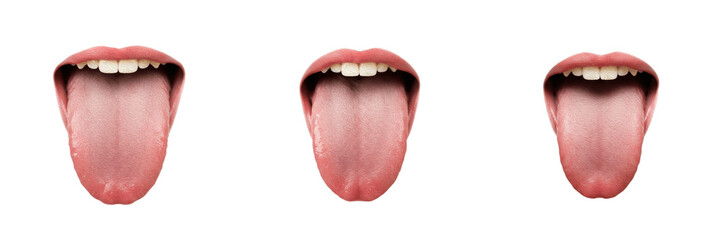 Human tongue isolated on white background, lingual anatomy, taste buds, tongue muscles, oral cavity, speech organ, digestive system, tongue diagram, tongue illustration, medical internal organ image © Greate