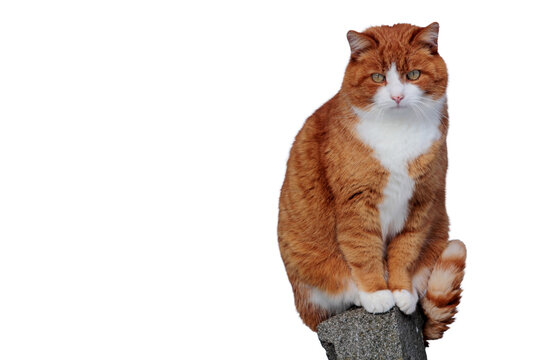 Eine h&uuml;bsche rot-wei&szlig;e Katze sitzt auf einem Pfahl, freigestellt in png